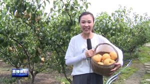 旌阳孝感：“梨”你不远 鲜黄梨丰收啦！