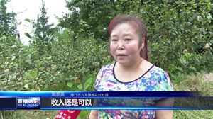 绵竹：梨果香飘“致富路” 乡村振兴正当时