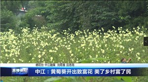 3.中江：黄蜀葵开出致富花 美了乡村富了民