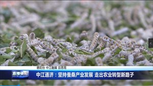 中江通济：坚持蚕桑产业发展 走出农业转型新路子