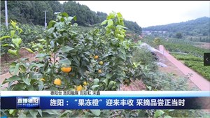 旌阳：“果冻橙”迎来丰收 采摘品尝正当时