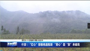 什邡：“红心”猕猴桃遇瓶颈 “黄心”甜“猕”来破局