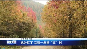 枫叶红了 又到一年赏“红”时