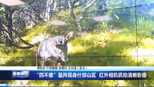 “四不像”鬣羚现身什邡山区  红外相机抓拍清晰影像