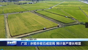 广汉：水稻丰收已成定局 预计亩产700公斤