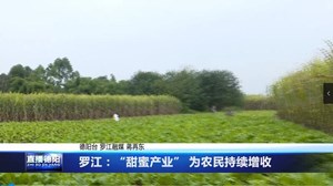 罗江：“甜蜜产业” 为农民持续增收