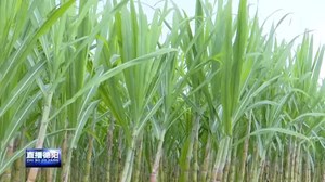 甘蔗熟了 一起去体验秋日采摘