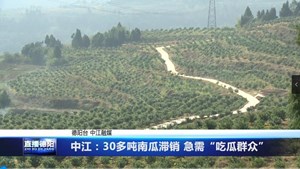 中江：30多吨南瓜滞销 急需“吃瓜群众”