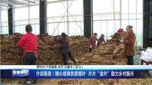 什邡南泉：精心培育优质烟叶  片片“金叶”助力乡村振兴