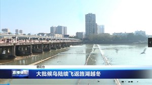 大批候鸟陆续飞返旌湖越冬