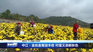 中江：金丝皇菊迎丰收 村里又添新秋色