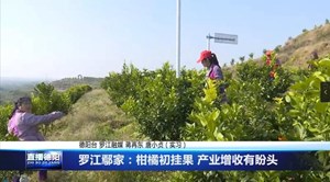 罗江鄢家：柑橘初挂果 产业增收有盼头