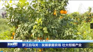 罗江白马关：发展家庭农场 壮大柑橘产业