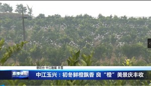 中江玉兴：初冬鲜橙飘香 良“橙”美景庆丰收