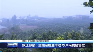 罗江鄢家：蜜柚杂柑迎丰收农户采摘销售忙