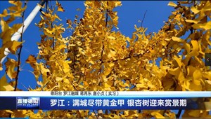 罗江：满城尽带黄金甲 银杏树迎来赏景期