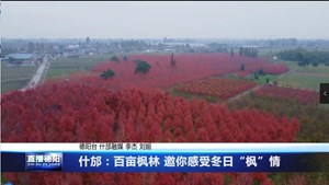 什邡：百亩枫林 邀你感受冬日“枫”情