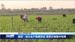 旌阳：加大生产保障供应 蔬菜价格稳中有降
