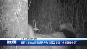 德阳：首拍大熊猫标记行为 将颁发首张“大熊猫身份证”