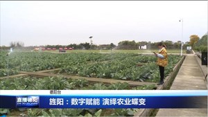 旌阳：数字赋能 演绎农业蝶变