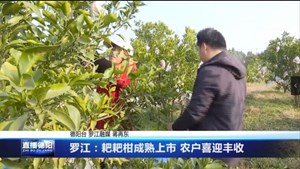 罗江：耙耙柑成熟上市 农户喜迎丰收