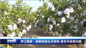 罗江鄢家：耙耙柑枝头沉甸甸 果农丰收笑开颜