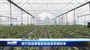 绵竹各地草莓即将迎来采摘旺季