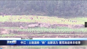 中江：土地流转“转”出新活力 撂荒地迎来丰收季