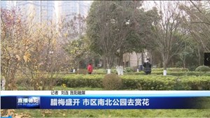 腊梅盛开 市区南北公园去赏花