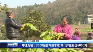 中江万福：3000余亩榨菜丰收 预计产量将达6000吨