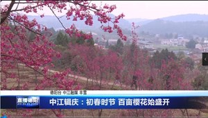 中江辑庆：初春时节 百亩樱花始盛开
