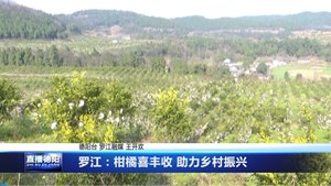 罗江：柑橘喜丰收 助力乡村振兴