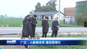 广汉：人勤春来早 麦田管理忙