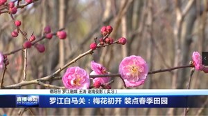 罗江白马关：梅花初开 装点春季田园