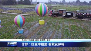 什邡：红豆幸福里 看繁花似锦