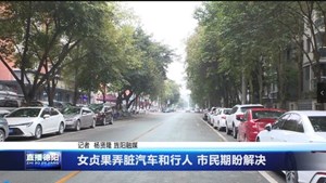女贞果弄脏汽车和行人市民期盼解决
