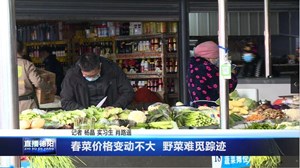 春菜价格变动不大  野菜难觅踪迹