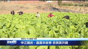 中江辑庆：蔬菜丰收季 农民笑开颜