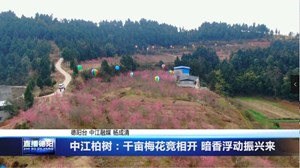 中江柏树：千亩梅花竞相开 暗香浮动振兴来