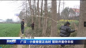广汉：小麦春管正当时 管防并重夺丰收
