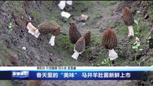 春天里的“美味” 马井羊肚菌新鲜上市