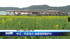 中江：开足马力 油菜田间管护忙