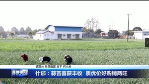 什邡：蒜苔喜获丰收 质优价好购销两旺