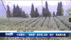 什邡蓥华：“明前茶”迎丰收 山间“金叶”筑起振兴路