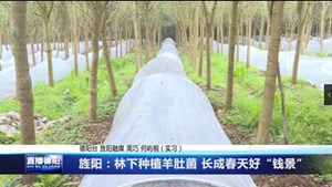 旌阳：林下种植羊肚菌 长成春天好“钱景”