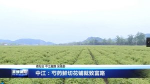 中江：芍药鲜切花铺就致富路