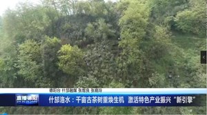 什邡洛水：千亩古茶树重焕生机  激活特色产业振兴“新引擎”