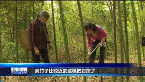 中江富兴：百亩竹林育山珍 鲜嫩春笋采收忙