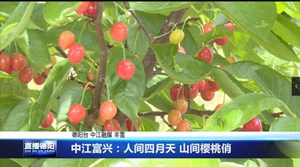 中江富兴：人间四月天 山间樱桃俏 