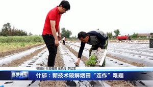 什邡：新技术破解烟田“连作”难题